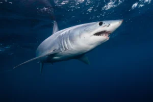 Shortfin-mako-shark-seas